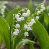 🌼 今日のはな｜スズラン