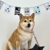 わんこと鯉のぼり🎏