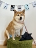 ワンちゃん「わんこと鯉のぼり🎏」