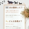 犬の整体ってなに？こんなわんちゃんにおすすめです🐶