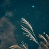 【光害（ひかりがい）って知ってますか？】星空が好きな塗装屋が、夜空のことを少しだけお話します
