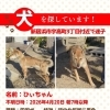 【新居浜市宇高町】迷い犬を探しています（不明になった日：2026年4月20日）