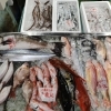 📣本日のお魚情報🐟