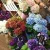 母の日　アジサイなど鉢花　7日(木)入荷します😊アレンジメント、花束　ご予約承り中です。。。