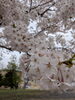 この前の天上寺の桜「GWモード開催中」