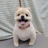 ポメラニアンといえばオールシザー【どっぐさろんあきゅ　小型犬専門　トリミング　ペットサロン　京都市南区上鳥羽】