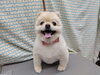 トリミングで笑顔はじけるスタイル「ポメラニアンといえばオールシザー【どっぐさろんあきゅ　小型犬専門　トリミング　ペットサロン　京都市南区上鳥羽】」