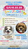 わんちゃんリラックス♪シャンプ－DAY「5月限定「シャンプーDAY」のご案内」
