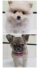 かわいくて元気な仔犬たち「わたあめみたいなポメラニアン＆元気いっぱいチワワの女の子をご紹介」
