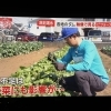 ☆カラフル野菜の小山農園『羽鳥慎一モーニングショー』無事にオンエア📺☆