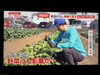 収録日はとても日差しの強い日となりました。「☆カラフル野菜の小山農園『羽鳥慎一モーニングショー』無事にオンエア📺☆」