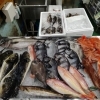 📣本日のお魚情報🐟