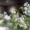 みずみずしい季節に