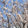 花の香りが溢れるサロンを目指して✨お家サロンの庭開拓始まりました❣️ 【札幌北区篠路プライベートサロン　Te-tora】 美軸・数霊術カウンセリングも好評！脳波と骨格を整え睡眠の質を上げる安眠サロン