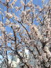 サロン裏庭梅の花満開です🌸「花の香りが溢れるサロンを目指して✨お家サロンの庭開拓始まりました❣️ 【札幌北区篠路プライベートサロン　Te-tora】 美軸・数霊術カウンセリングも好評！脳波と骨格を整え睡眠の質を上げる安眠サロン」