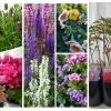 そのまま飾れる鉢花、寄せ植えにカワイイ花苗【 母の日の贈り物に♪ 】新潟県村上市の園芸店 g＋f MOMO　