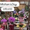 5月10日は母の日⋆⸜🌷⸝‍⋆