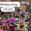 5月10日は母の日⋆⸜🌷⸝‍⋆
