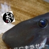 ウマヅラハギ入荷致しました！