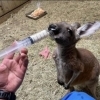 アカカンガルーのミラ