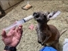 「アカカンガルーのミラ」