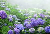 雨 clouds、紫陽花、自然「雨がよく降る今日この頃。梅雨入りはいつ？しっとり雨の日ケアのご案内」
