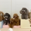 ましゅまろ幼稚園🐾