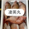 本日も営業致します