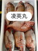 鯛「本日も営業致します」