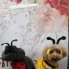 トイプードルのむくくん＆ちーちゃん♪ てんとう虫＆ハチコーデで春のおめかしフォト！