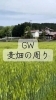 新緑と田園風景で癒やされる空間「GWのひとコマ｜麦畑の周りを草刈りしてきました」