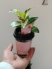 「【泉佐野市、貝塚市、熊取町、 日根野】でお住まいの方で母の日にミニ観葉植物を贈りたい方にオススメの花屋りっちゅ情報」