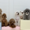 ましゅまろ幼稚園🐾