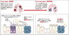 細胞が老化する？「コロナで老ける？ リンパトリートメント店 妃～プリンセス～」