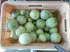 摘果メロン「ＧＷは是非北浦荘にお越しください」