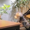 ワンちゃんの同伴について | ソコノマフィン