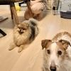 つぶやき素晴らしい家庭犬とは…賢いポメラニアン