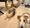 ポメラニアン泉大津市「つぶやき素晴らしい家庭犬とは…賢いポメラニアン」
