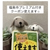 福島市プレミアム付きクーポン＆母の日チケットのご案内