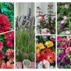 暑い夏に強い花苗が入荷【 珍しい花色のマリーゴールド 】新潟県村上市の園芸店 g＋f MOMO　人気のラベンダーや可愛い千日紅、ガーベラやジニアなど