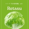 北海道 野菜 卸｜江別産レタス（業務用・安定供給・大量仕入れ対応）