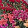 母の日に贈りたいおすすめフラワーギフト