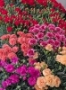 季節の花、カーネーション「母の日に贈りたいおすすめフラワーギフト」