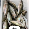 本日も営業致します