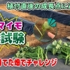 サツマイモの連作障害! 生育初期の生育に及ぼす影響について検証してみました。　たねのハシモトミヤ