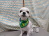 可愛く！ cutest! 笑顔が魅力的！「シャンプー前のバリカン【どっぐさろんあきゅ　小型犬専門　トリミング　ペットサロン　京都市南区上鳥羽】」