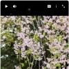 桜の写真でつくる、お花見レクのショート動画【就労継続支援B型 ゲーム 千葉市】
