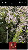 「桜の写真でつくる、お花見レクのショート動画【就労継続支援B型 ゲーム 千葉市】」