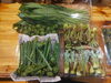 山形より山菜入荷しました「山菜　タラの芽、行者ニンニク、こごみ」