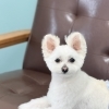 MAHANA Dog Salonで安心感を